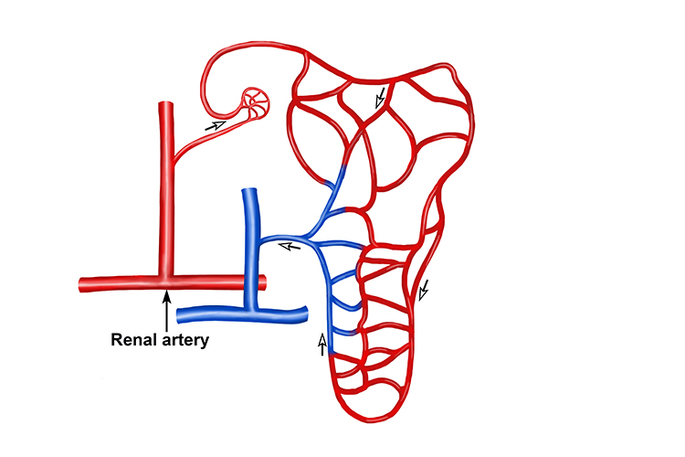 The renal artery is the main artery that brings oxygenated blood to the kidney